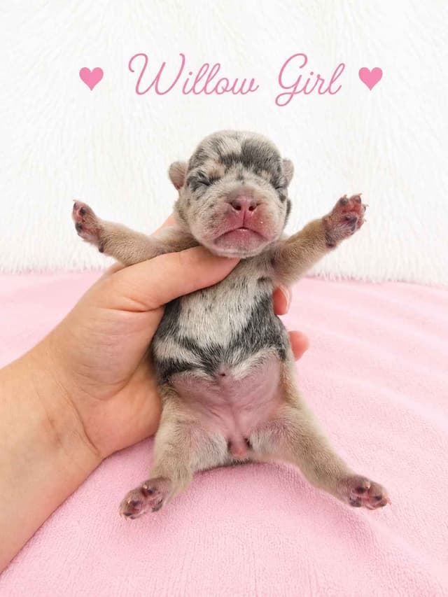 6 French Bulldog Puppies media 11