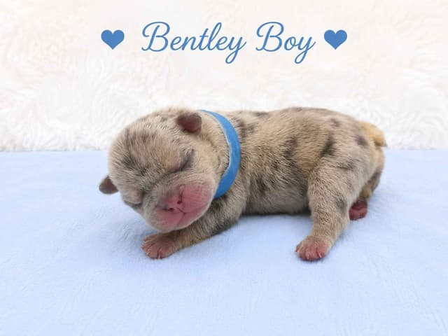 6 French Bulldog Puppies media 14