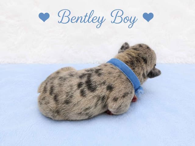 6 French Bulldog Puppies media 13