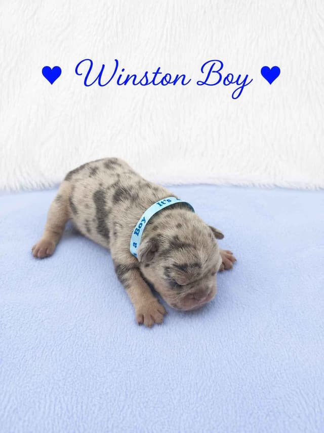 6 French Bulldog Puppies media 15