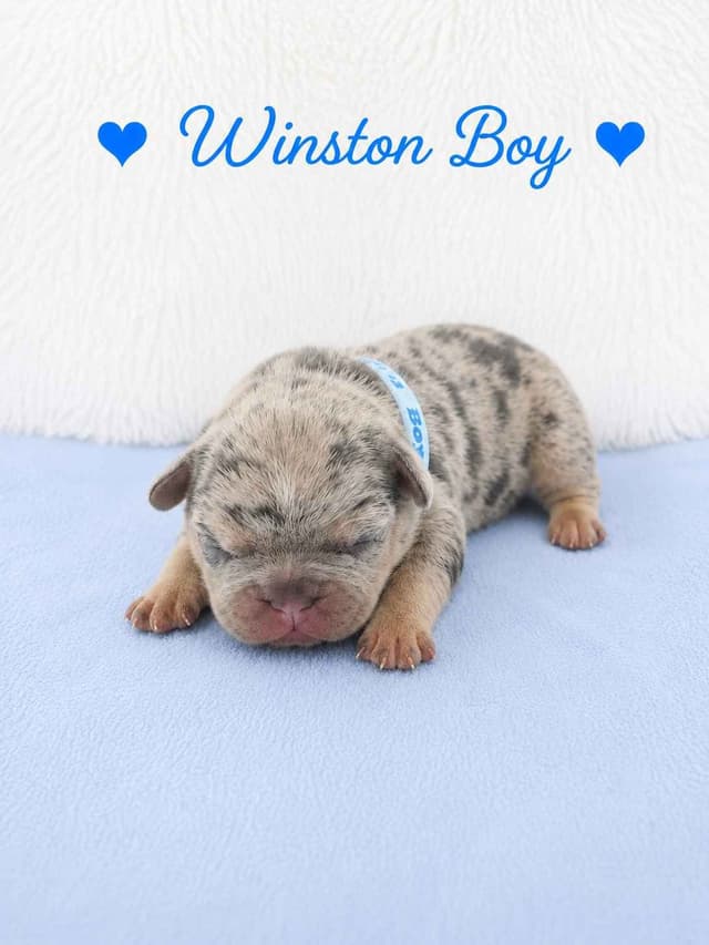 6 French Bulldog Puppies media 17