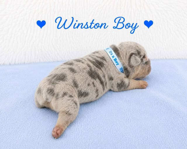 6 French Bulldog Puppies media 16