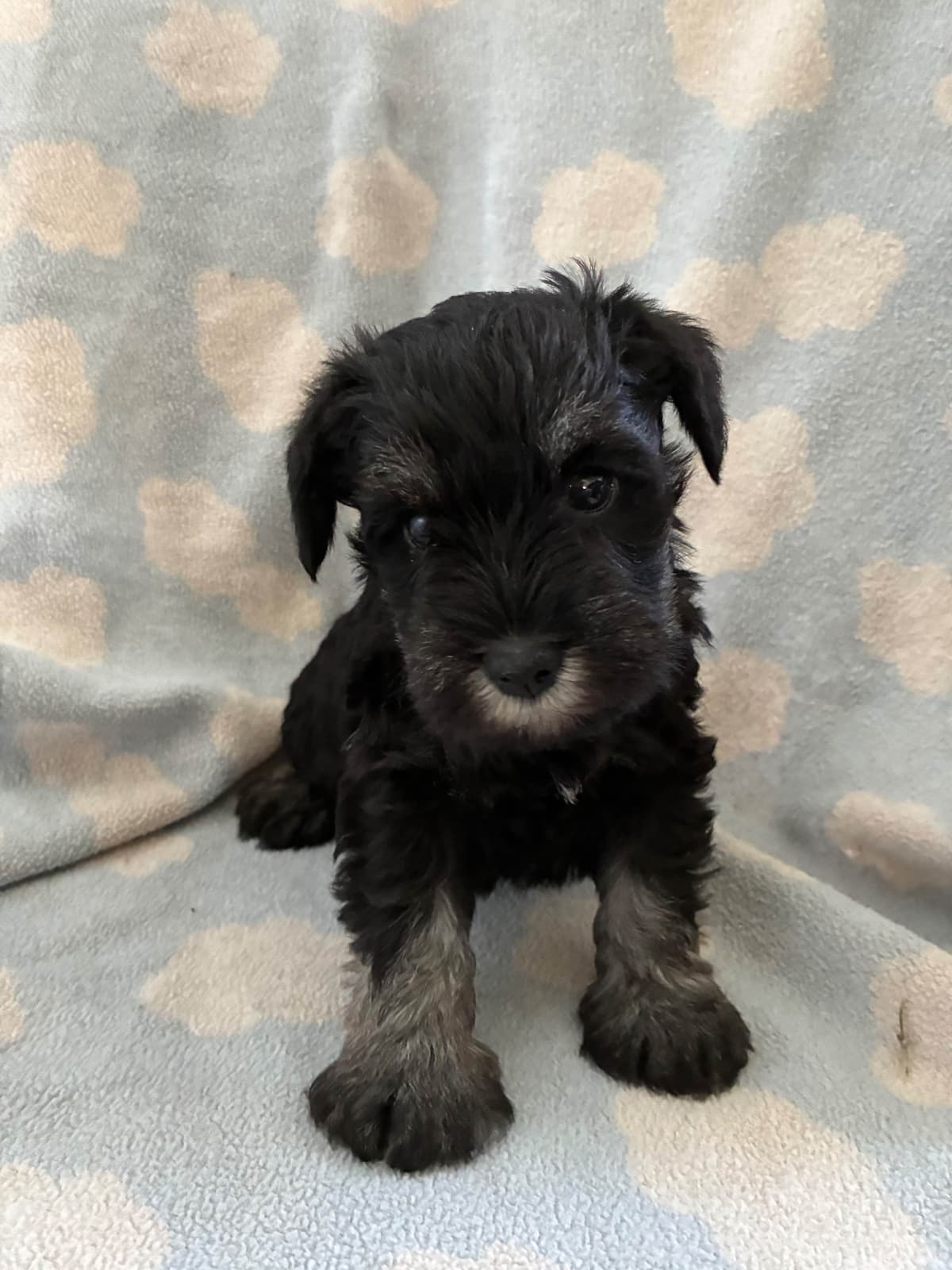 Miniature Schnauzer Puppies breeder image 2
