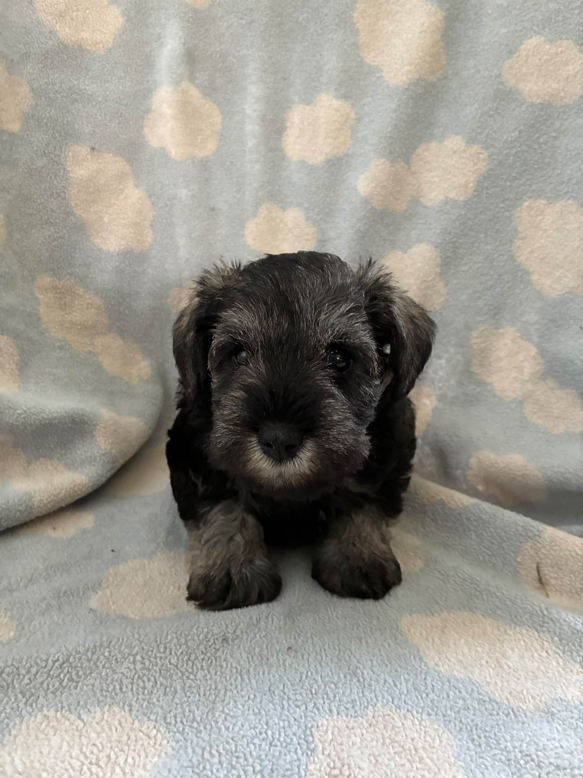Miniature Schnauzer Puppies breeder image 4