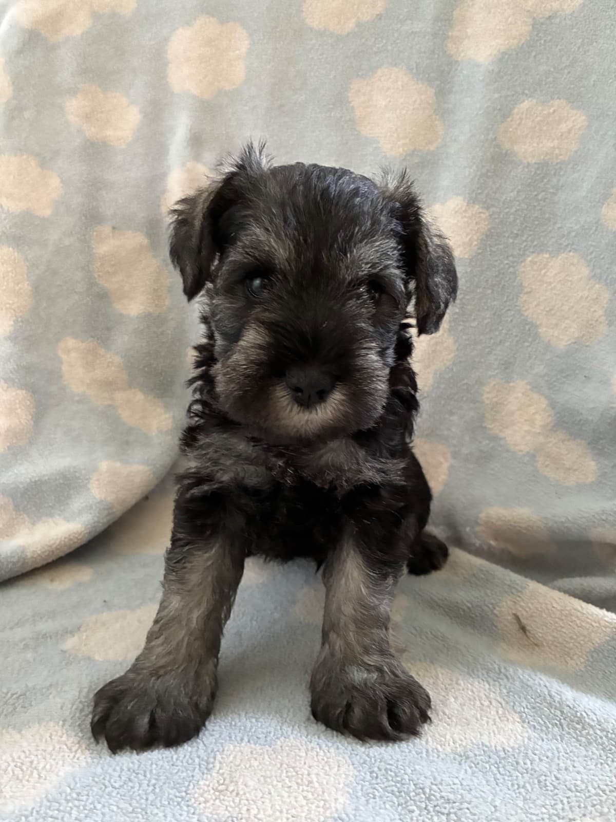 Miniature Schnauzer Puppies breeder image 5