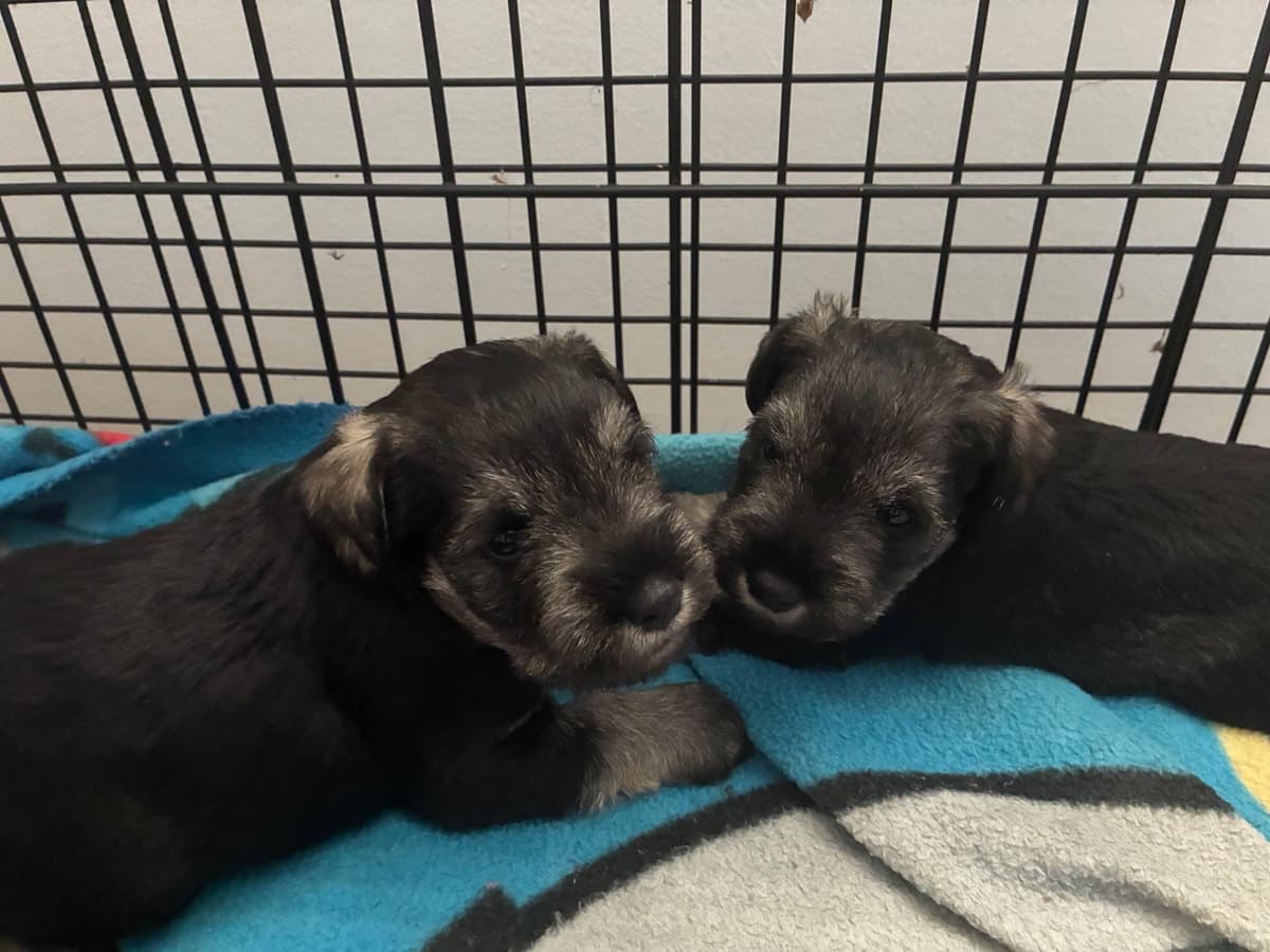 Miniature Schnauzer Puppies breeder image 6