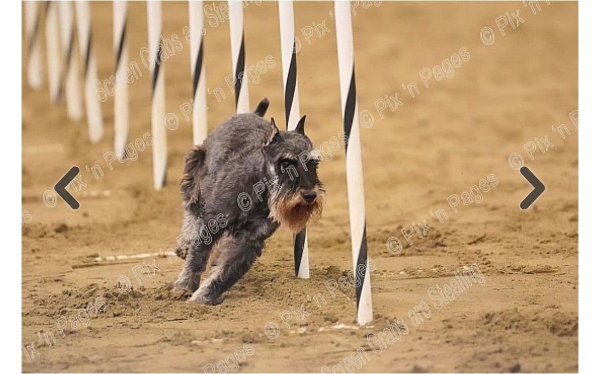 Miniature Schnauzer Puppies breeder image 7