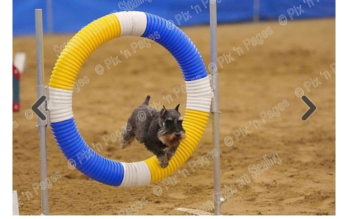 Miniature Schnauzer Puppies breeder image 8