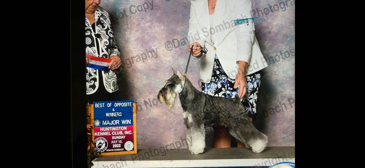 Miniature Schnauzer Puppies breeder image 10