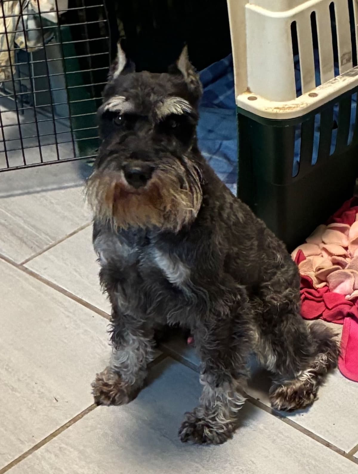 Miniature Schnauzer Puppies breeder image 12