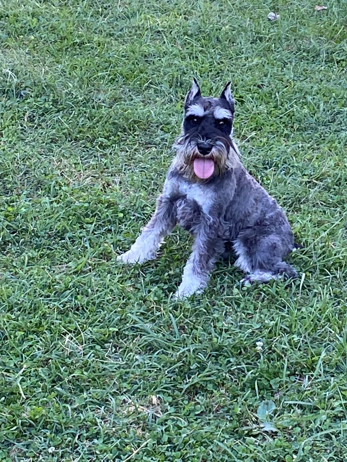 Miniature Schnauzer Puppies breeder image 13