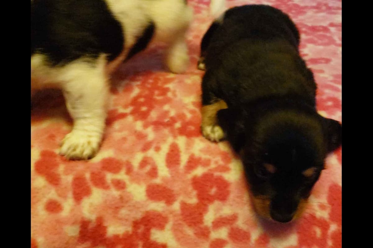 Dachshund Puppies breeder image 2