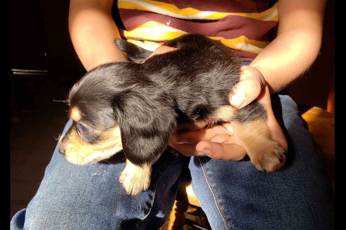 Dachshund Puppies breeder image 3