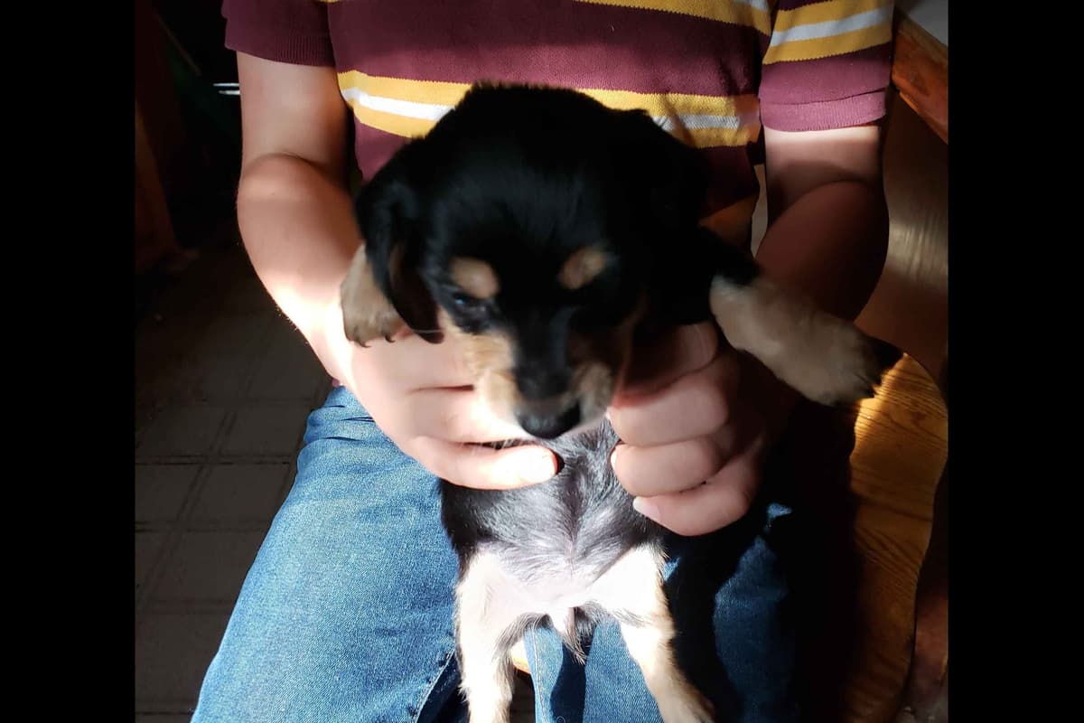 Dachshund Puppies breeder image 4