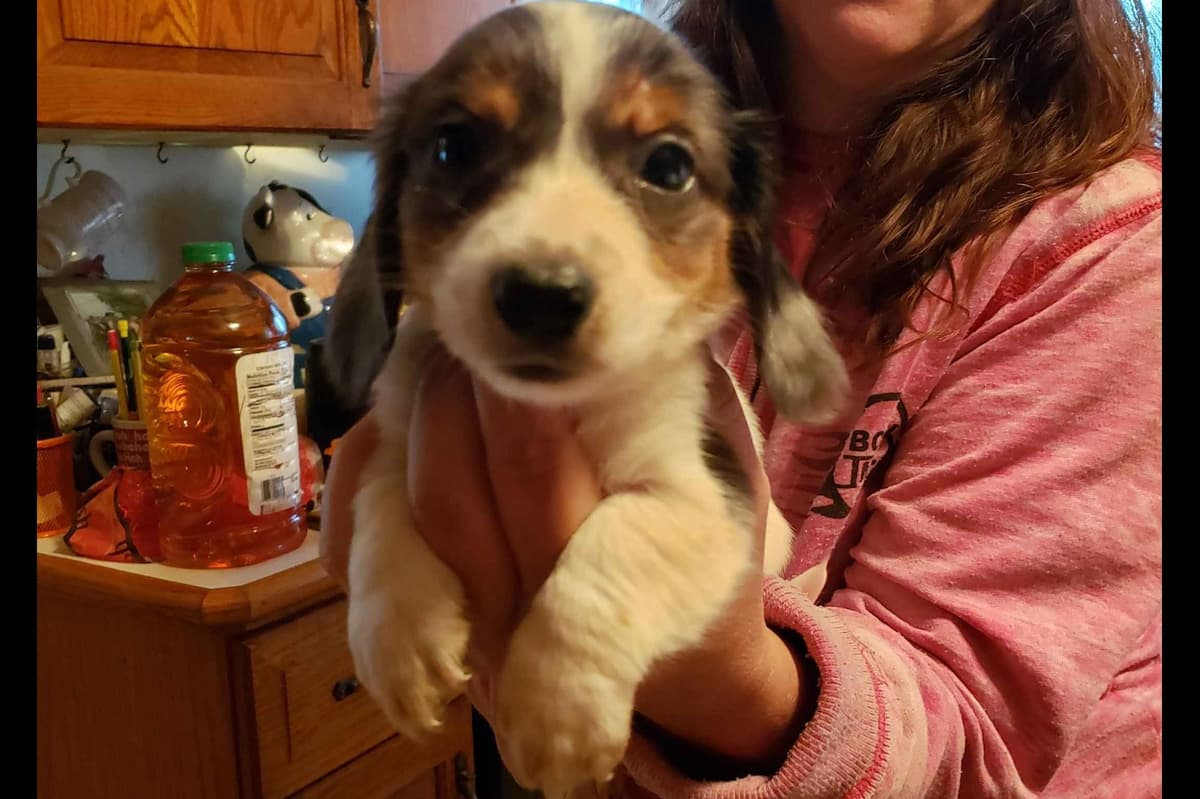 Dachshund Puppies breeder image 5