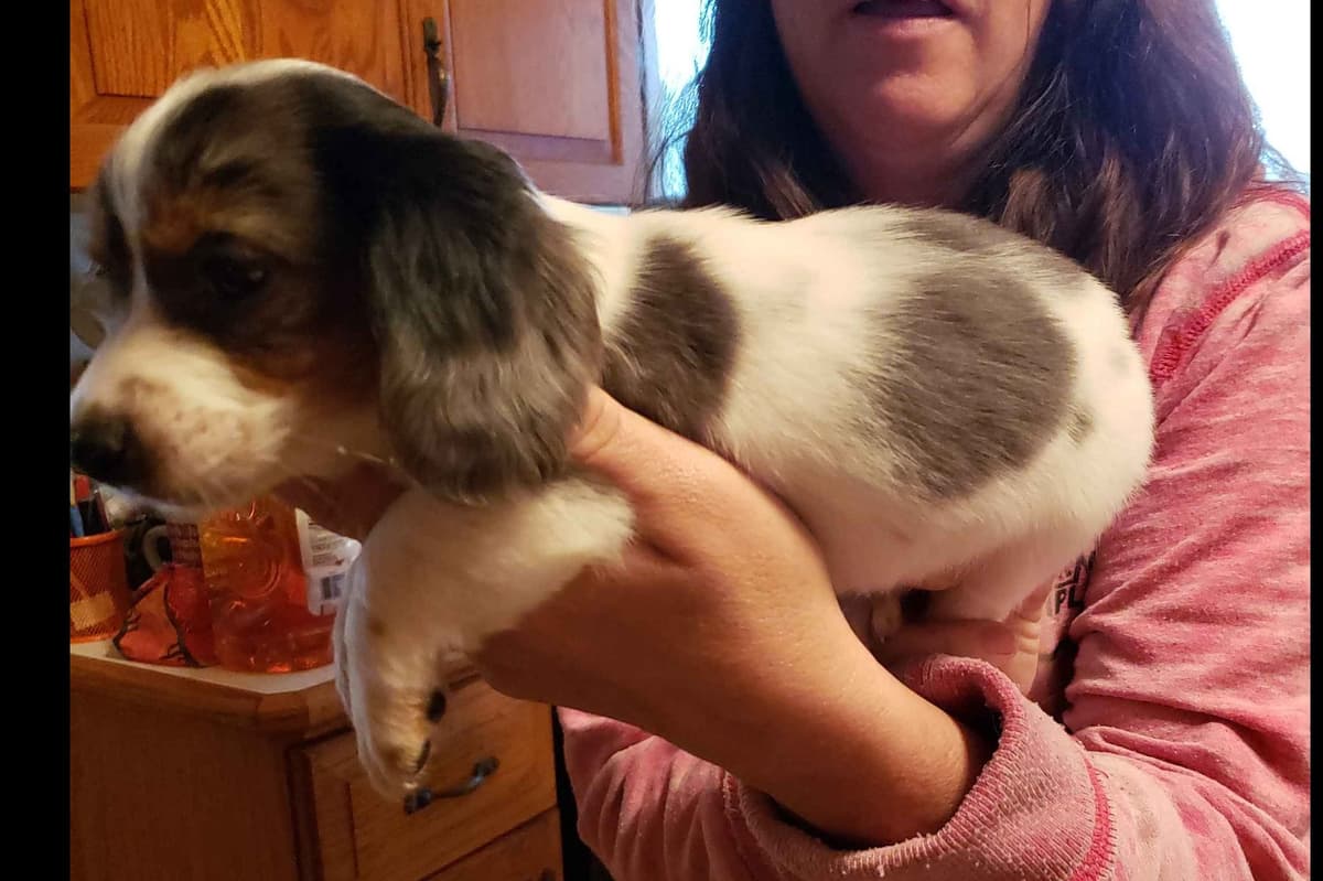 Dachshund Puppies breeder image 6