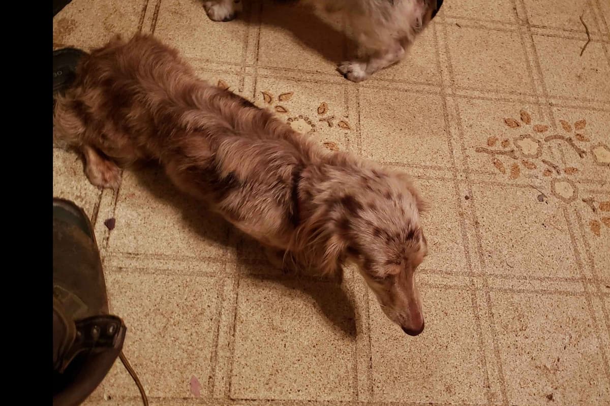 Dachshund Puppies breeder image 7