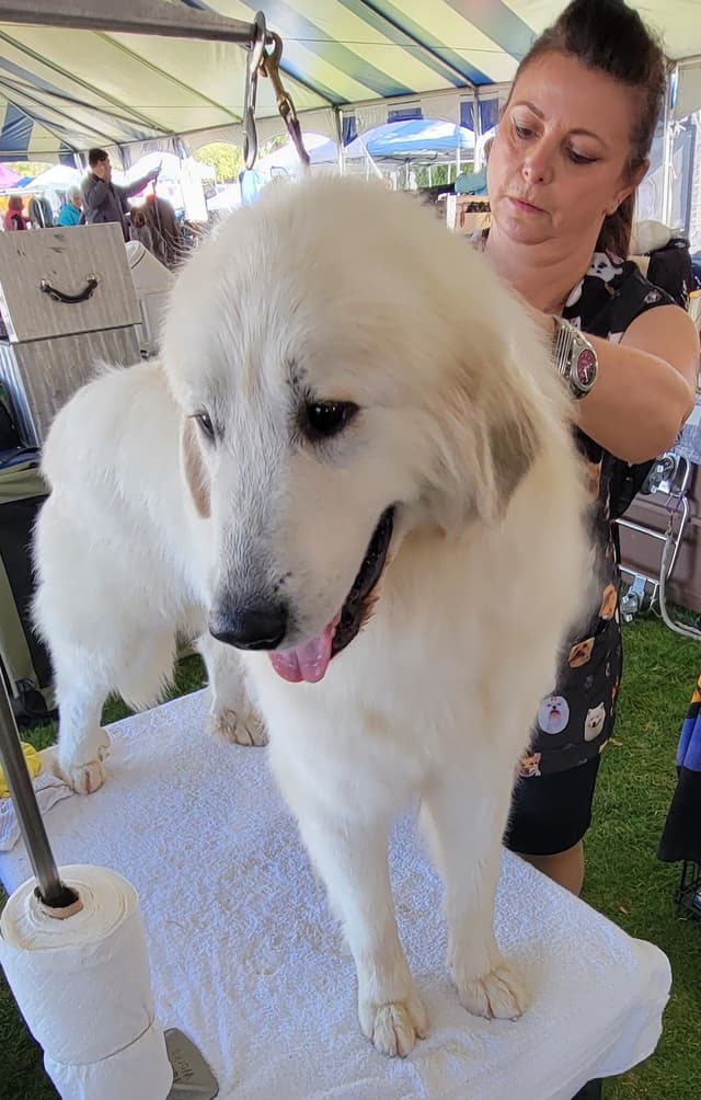 Great Pyrenees Puppies media 2