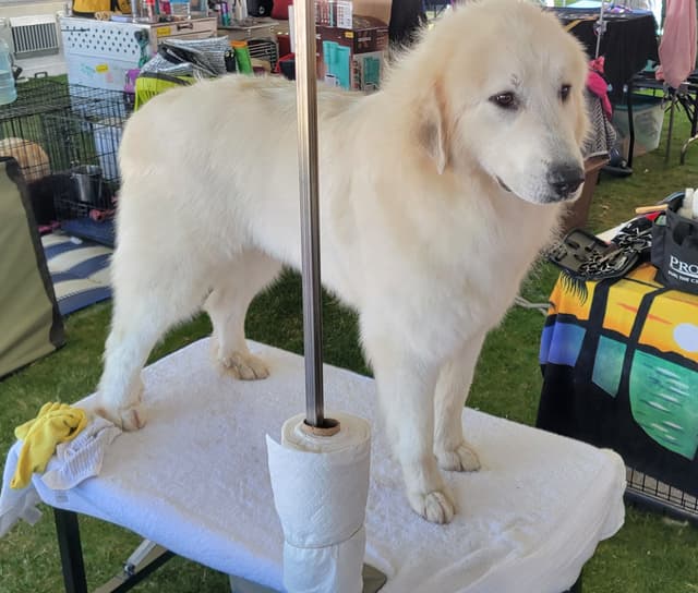 Great Pyrenees Puppies media 7