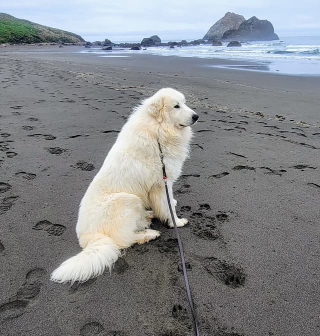 Great Pyrenees Puppies media 4