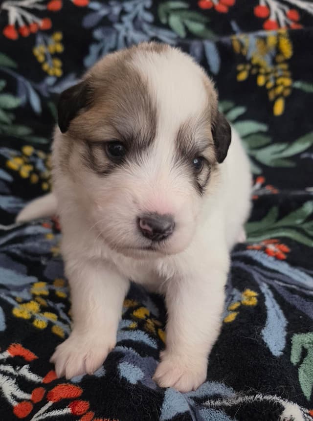 Great Pyrenees Puppies media 3