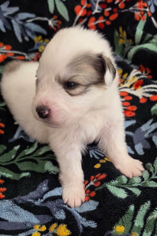 Great Pyrenees Puppies media 6