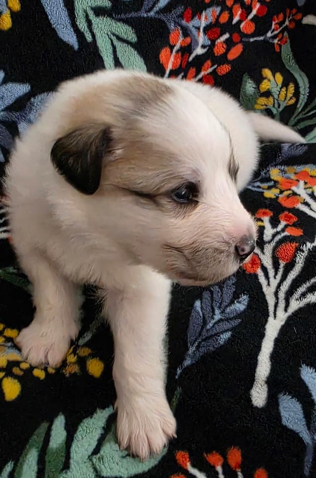 Great Pyrenees Puppies media 5