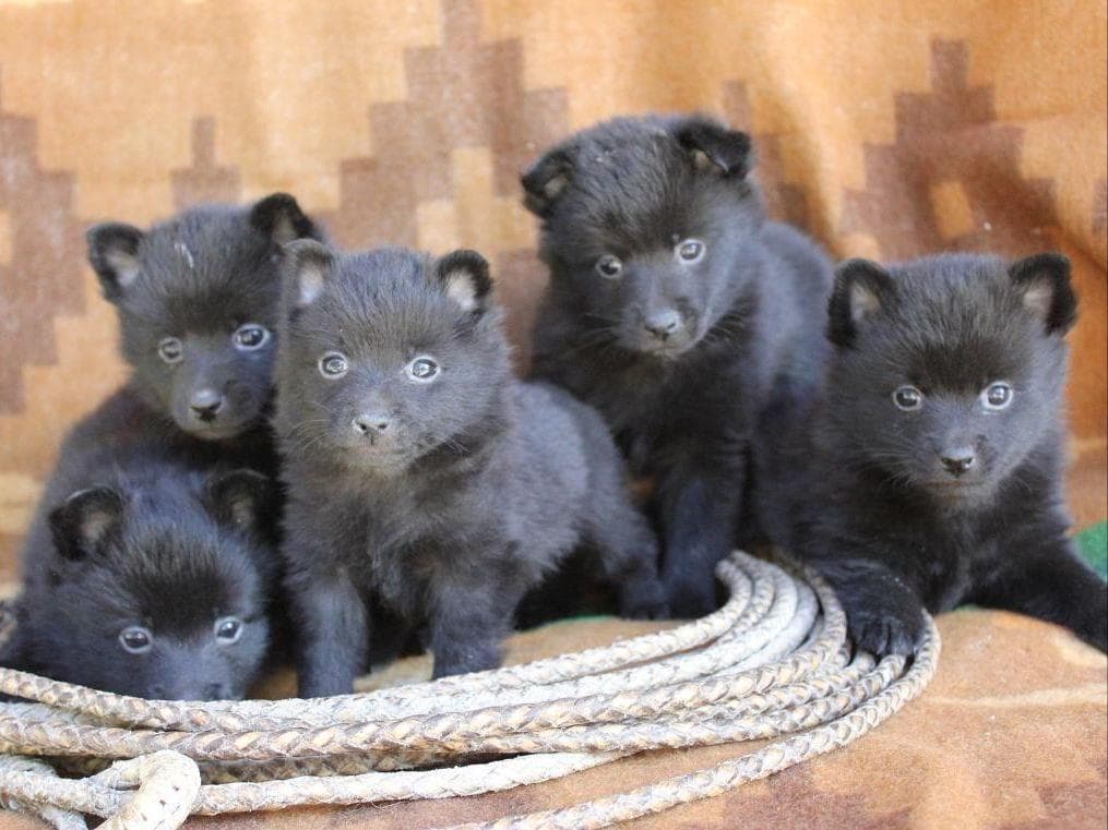 Schipperke Puppies breeder image 1