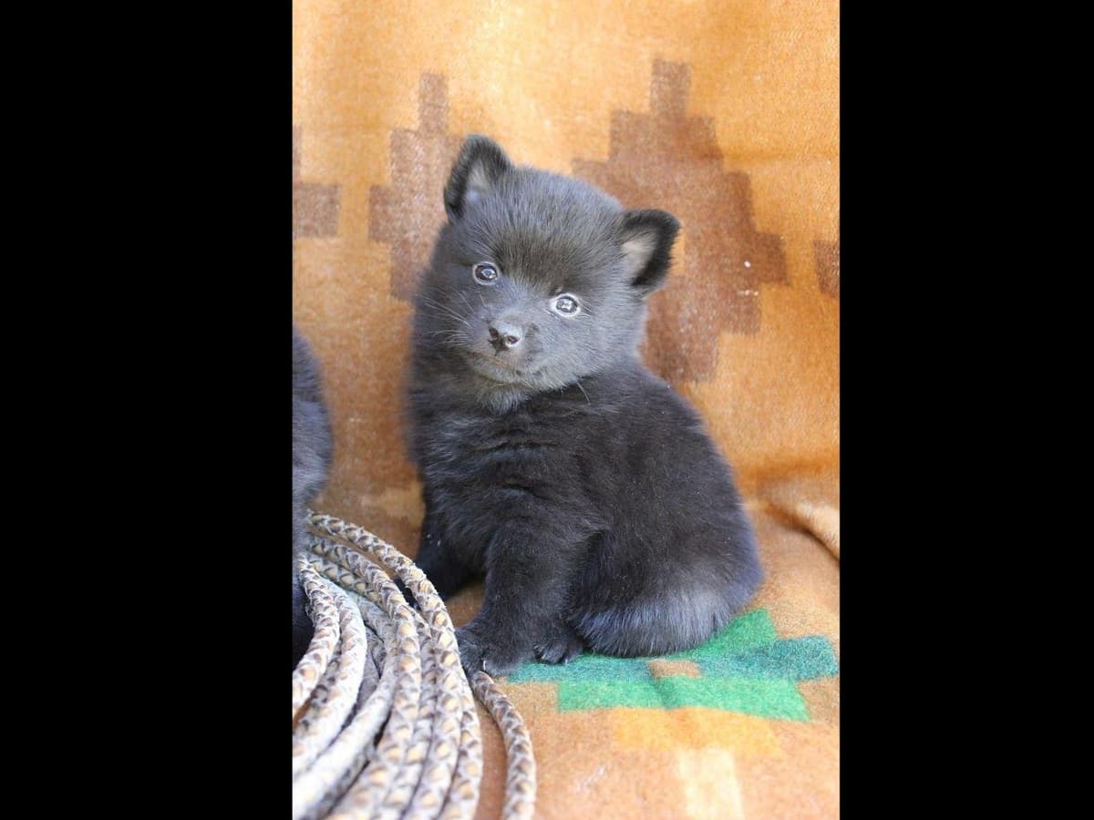 Schipperke Puppies breeder image 3
