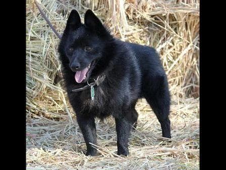 Schipperke Puppies breeder image 5