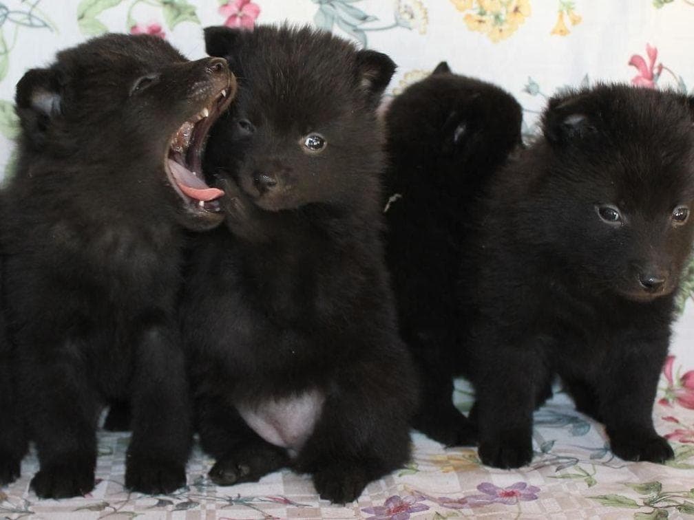 Schipperke Puppies breeder image 7