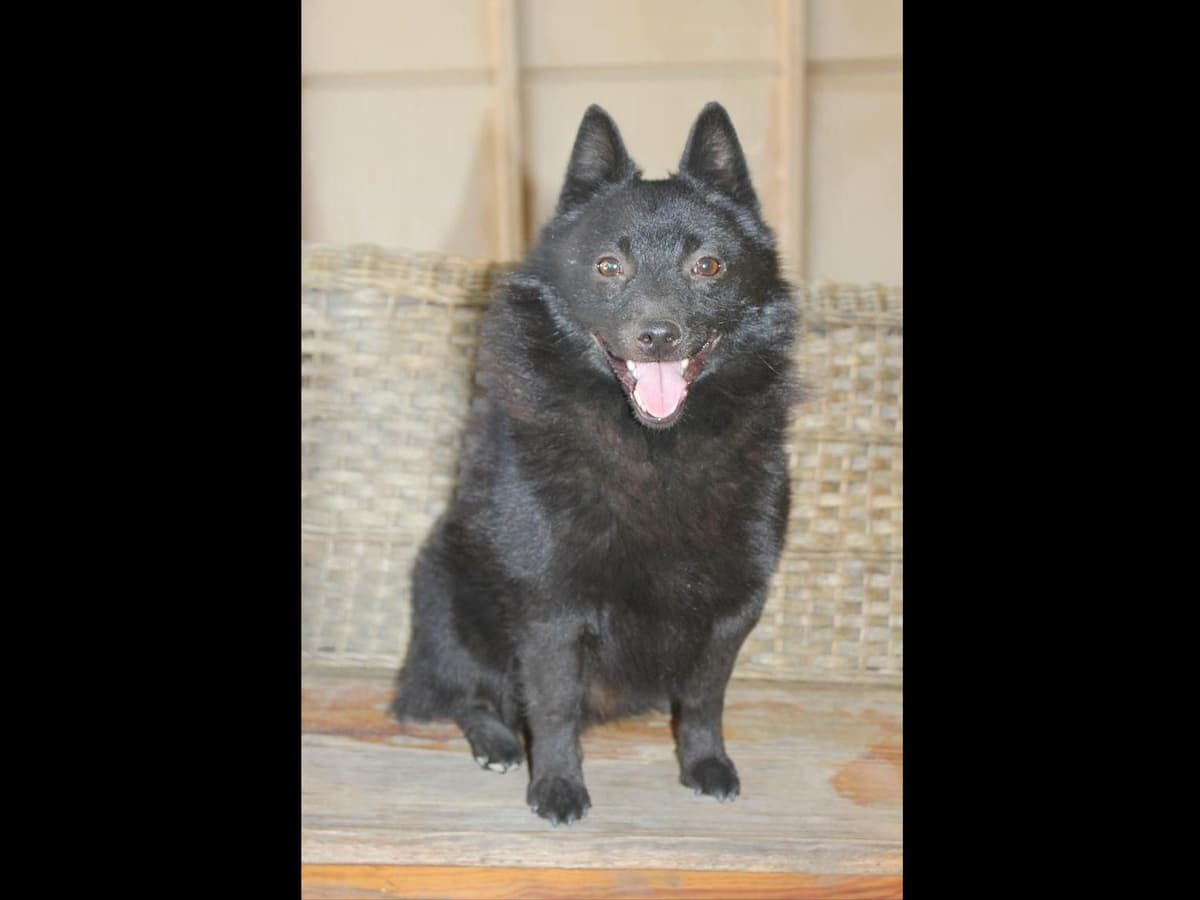 Schipperke Puppies breeder image 8