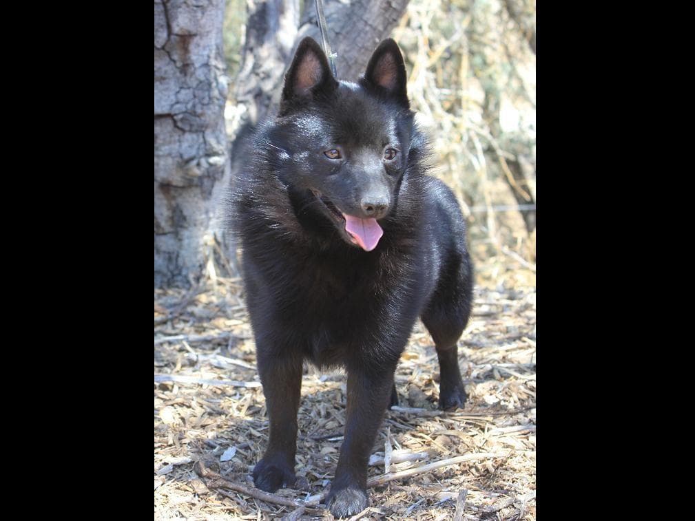 Schipperke Puppies breeder image 9