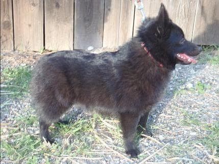 Schipperke Puppies breeder image 10