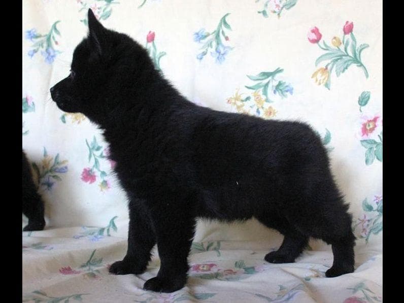 Schipperke Puppies breeder image 11