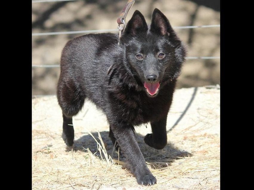 Schipperke Puppies breeder image 12
