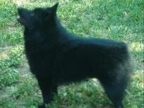 Schipperke Puppies breeder image 14