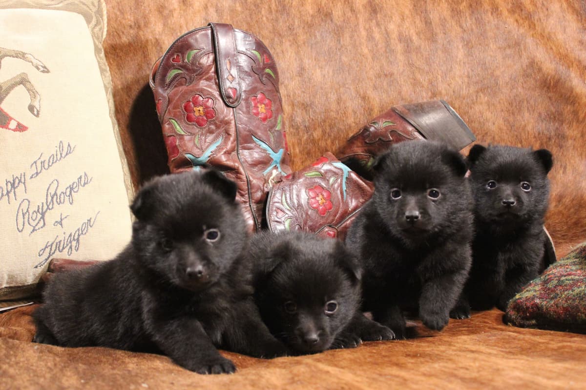 Schipperke Puppies breeder image 2