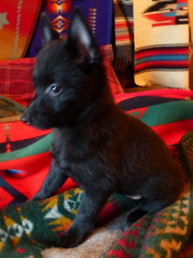 Schipperke Puppies media 2