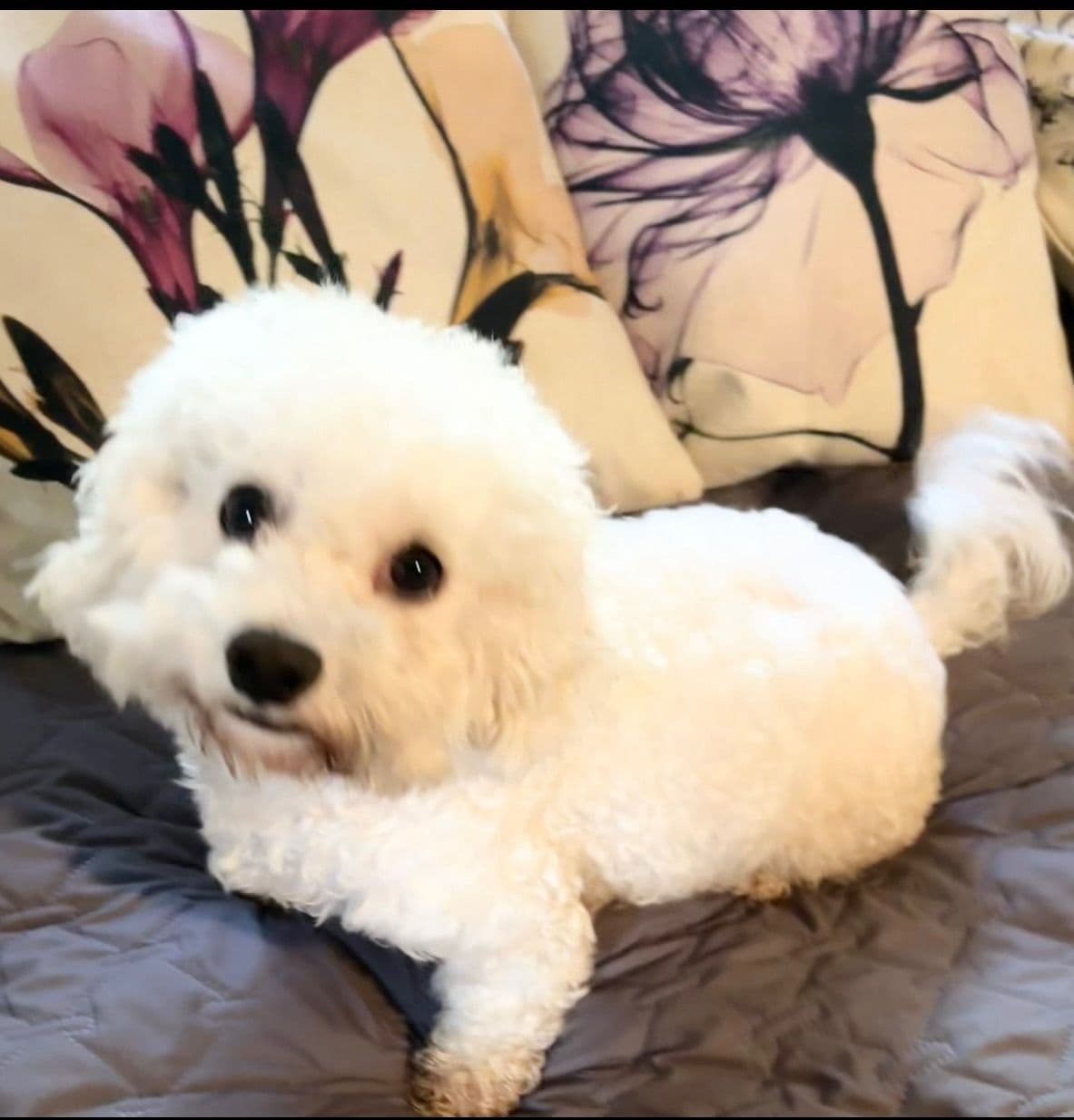 Bichon Frise Puppies breeder image 1