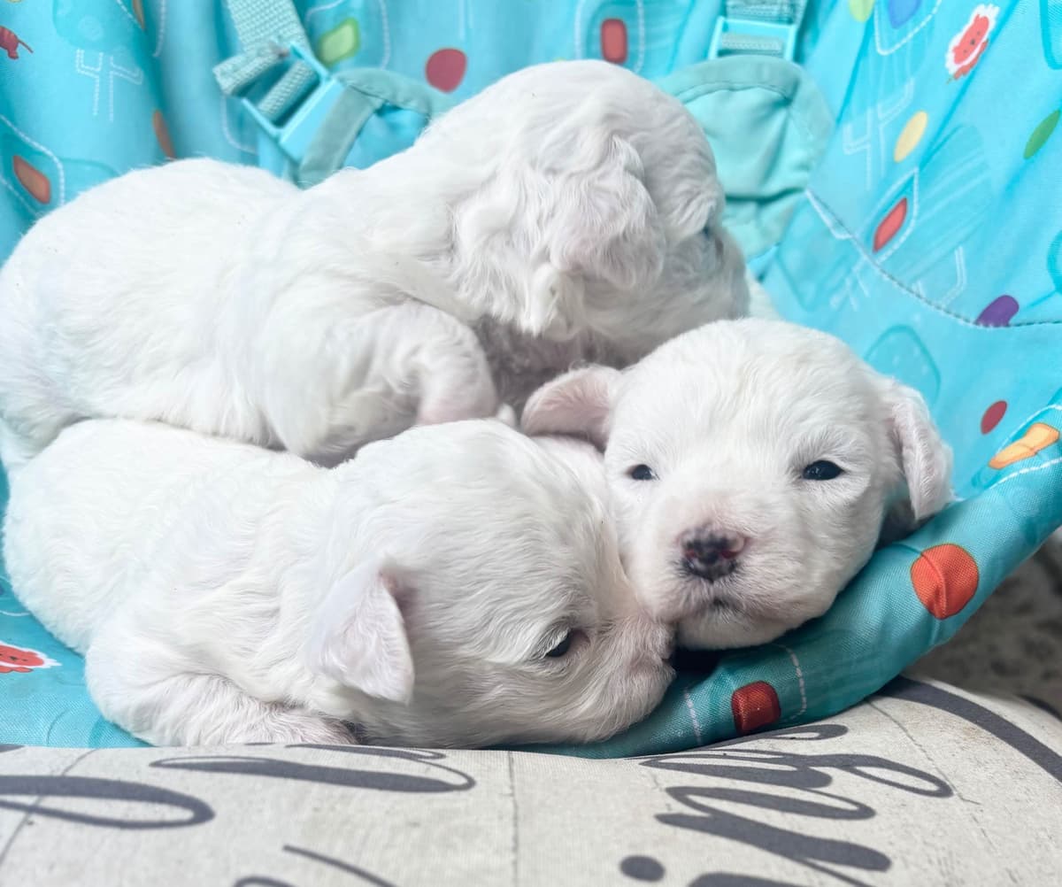 Bichon Frise Puppies breeder image 4