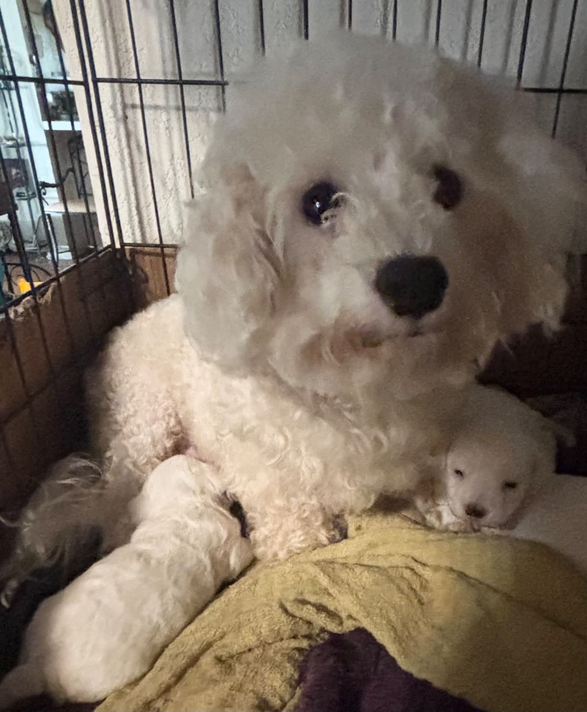 Bichon Frise Puppies breeder image 5