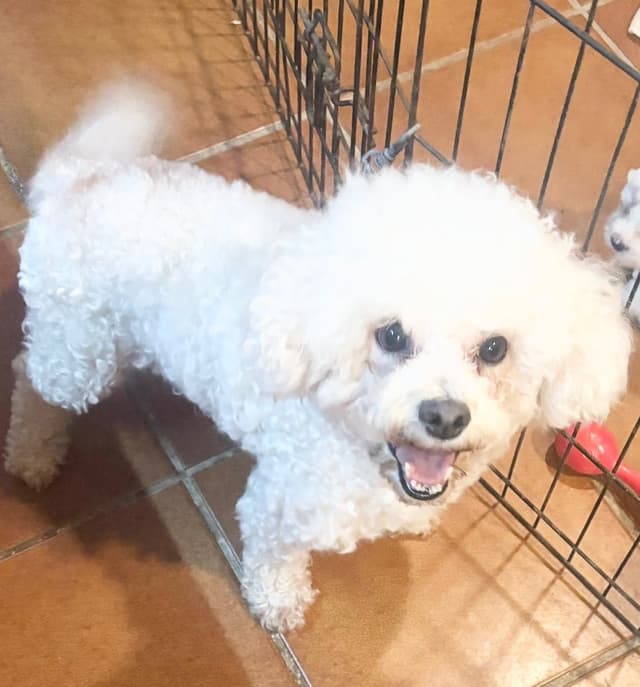 Bichon Frise Puppies media 4