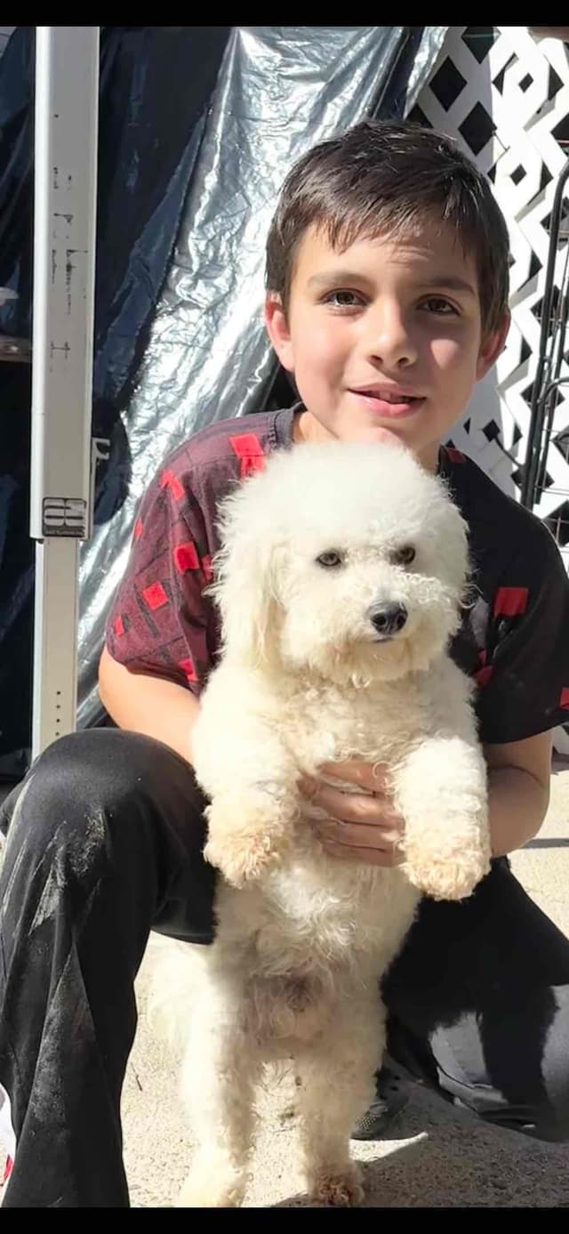 Bichon Frise Puppies media 2