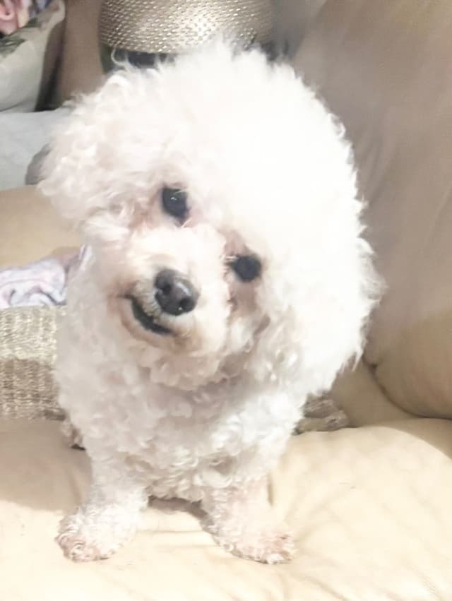 Bichon Frise Puppies media 6