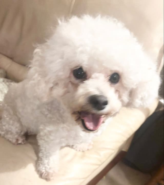 Bichon Frise Puppies media 5