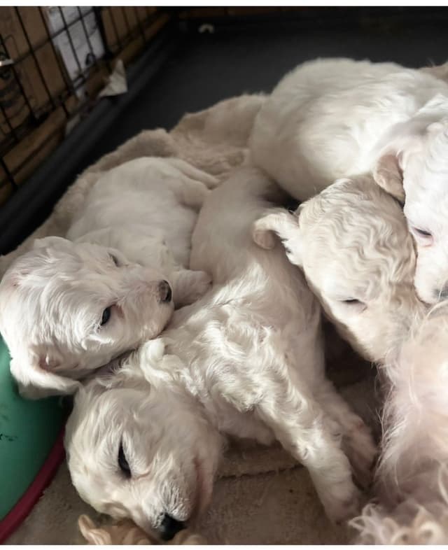 Bichon Frise Puppies media 7