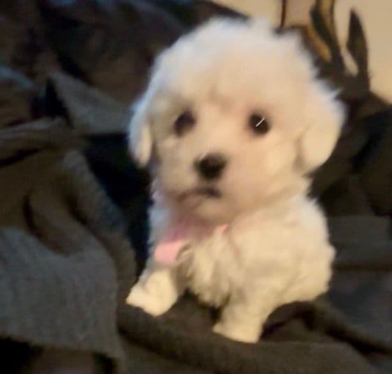 Bichon Frise Puppies media 9