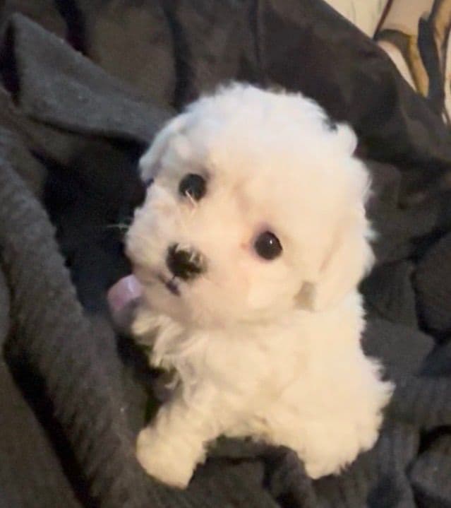 Bichon Frise Puppies media 10