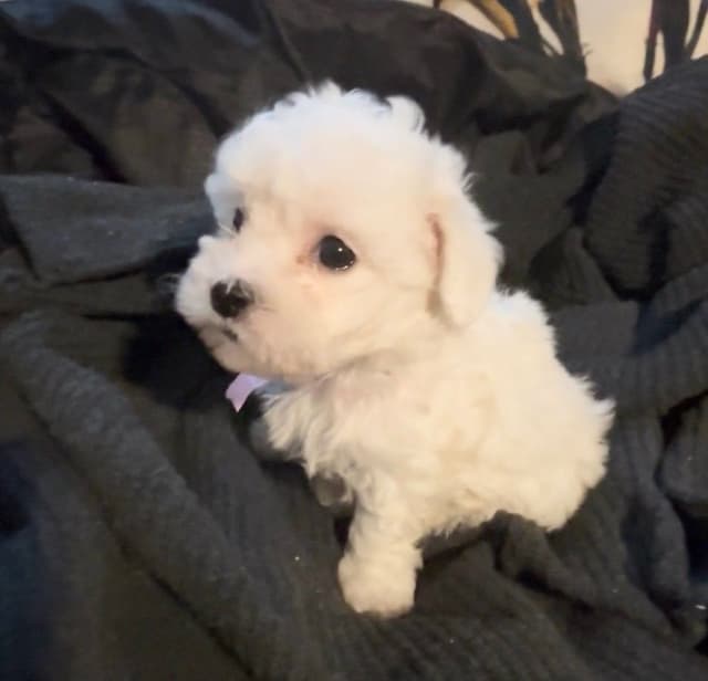 Bichon Frise Puppies media 8